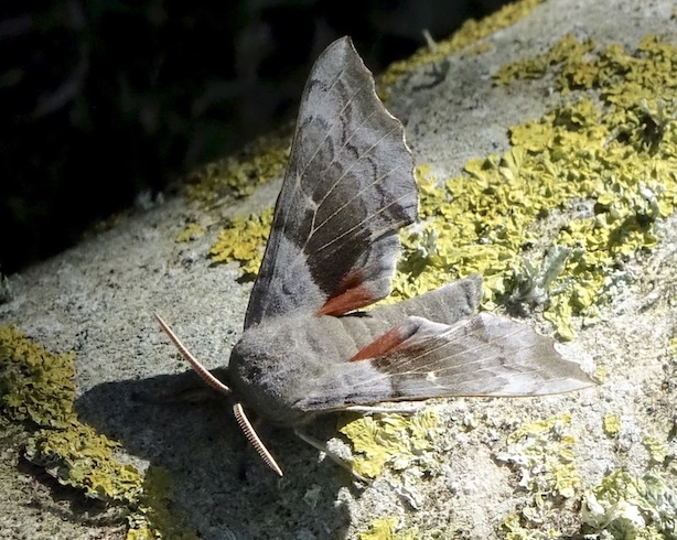 poplar hawkmoth